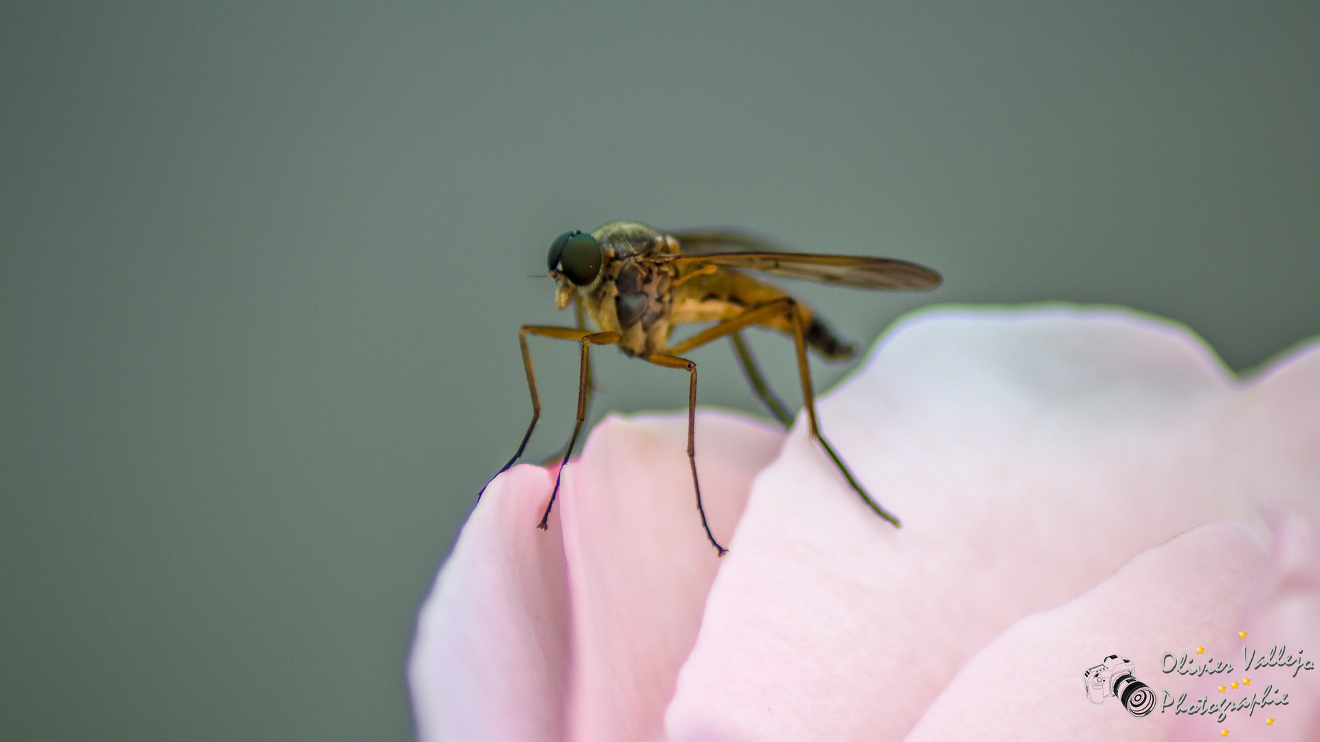 Le roi de l'été?