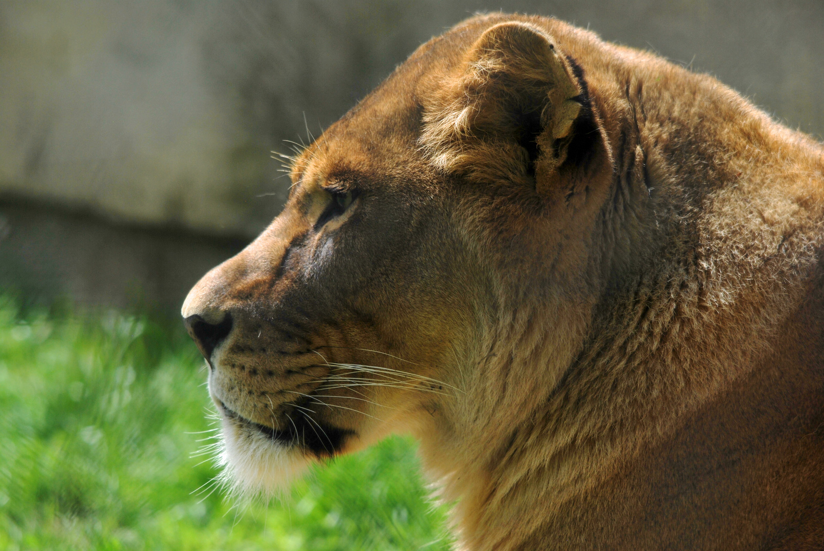 Le Roi des animaux