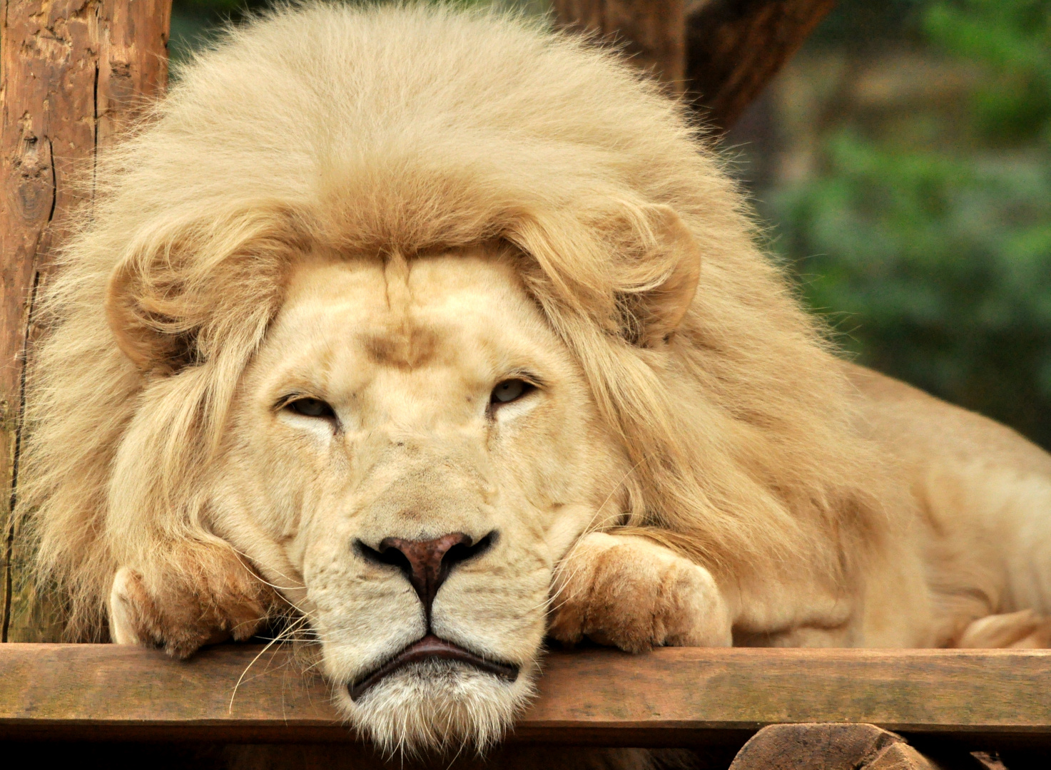 LE ROI DES ANIMAUX OU LE ROI DES COOL