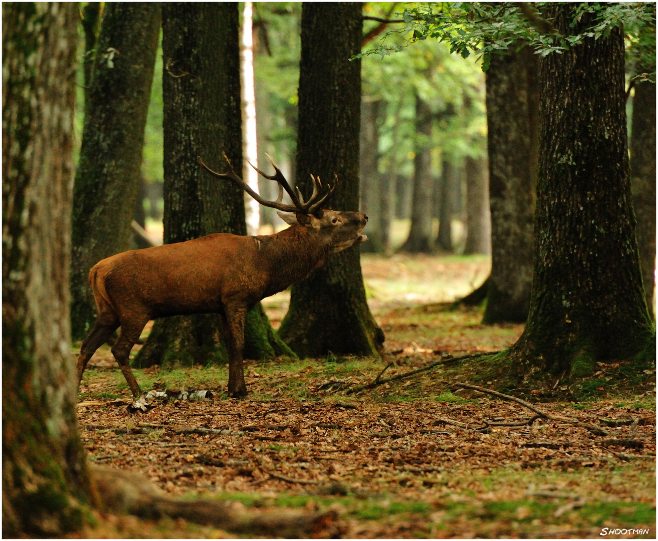 Le roi des bois...