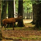 Le roi des bois...