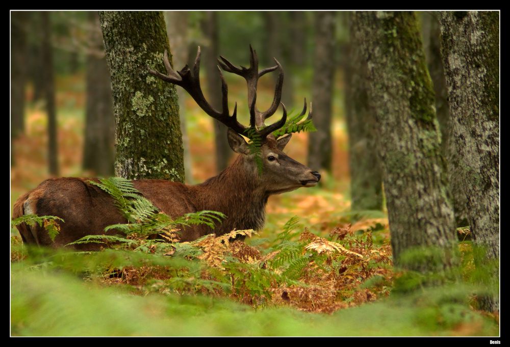 ...Le Roi des cerfs..!