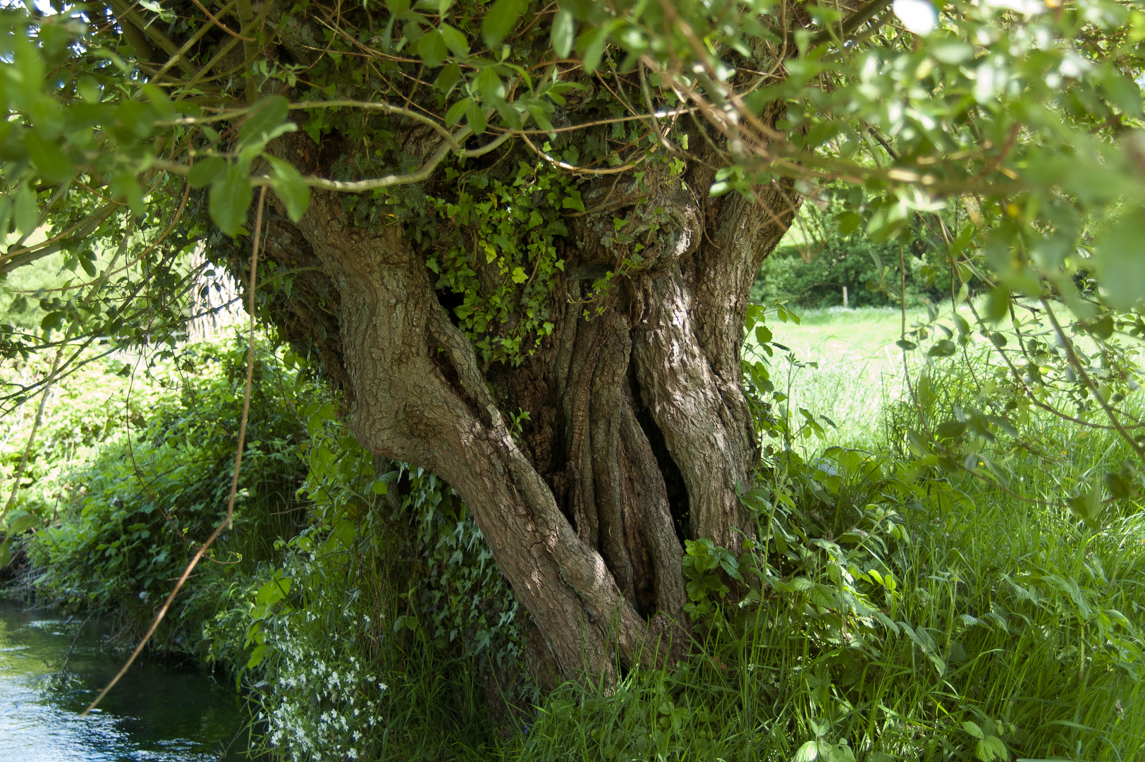 Le roi des Ents / King of the Ents