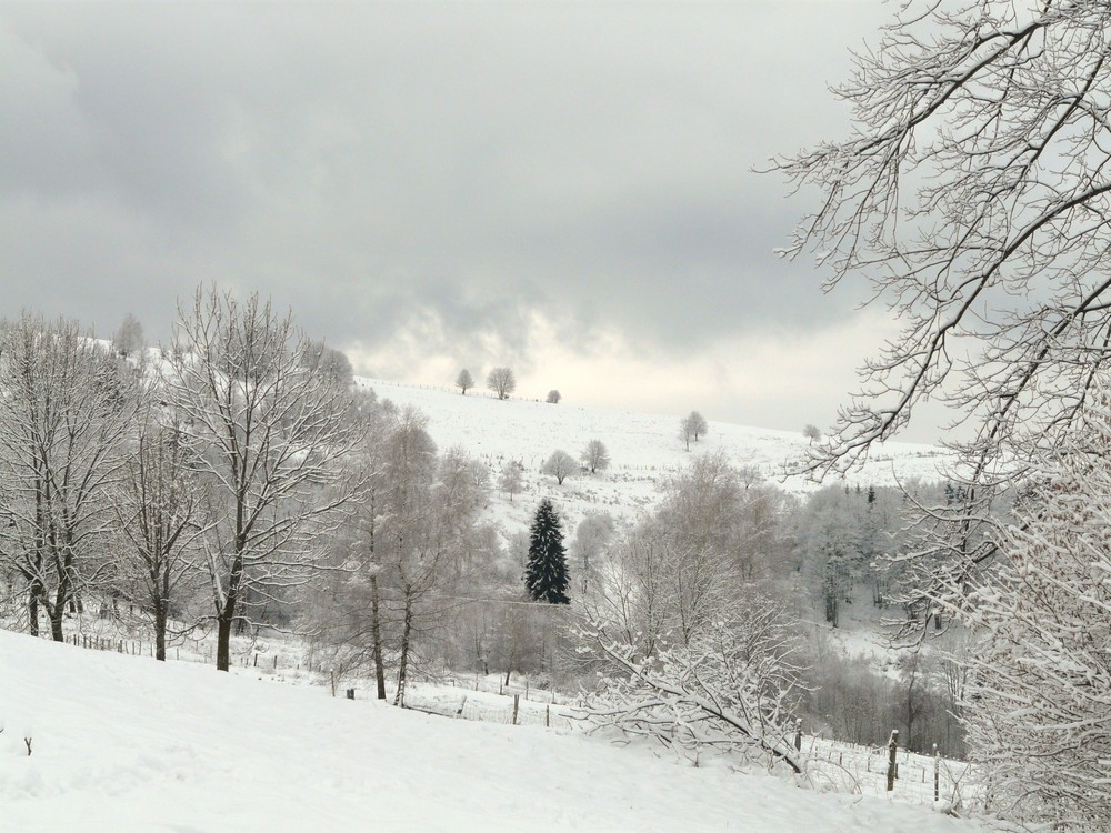 le roi des forets