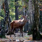 " Le roi des forêts "