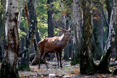 " Le roi des forêts "