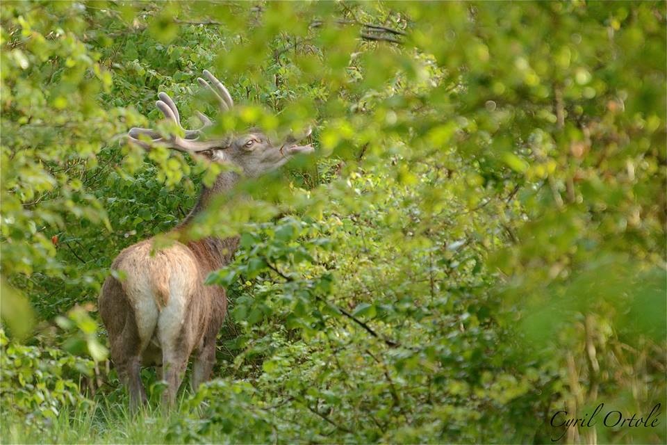 Le roi des forêts