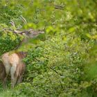 Le roi des forêts