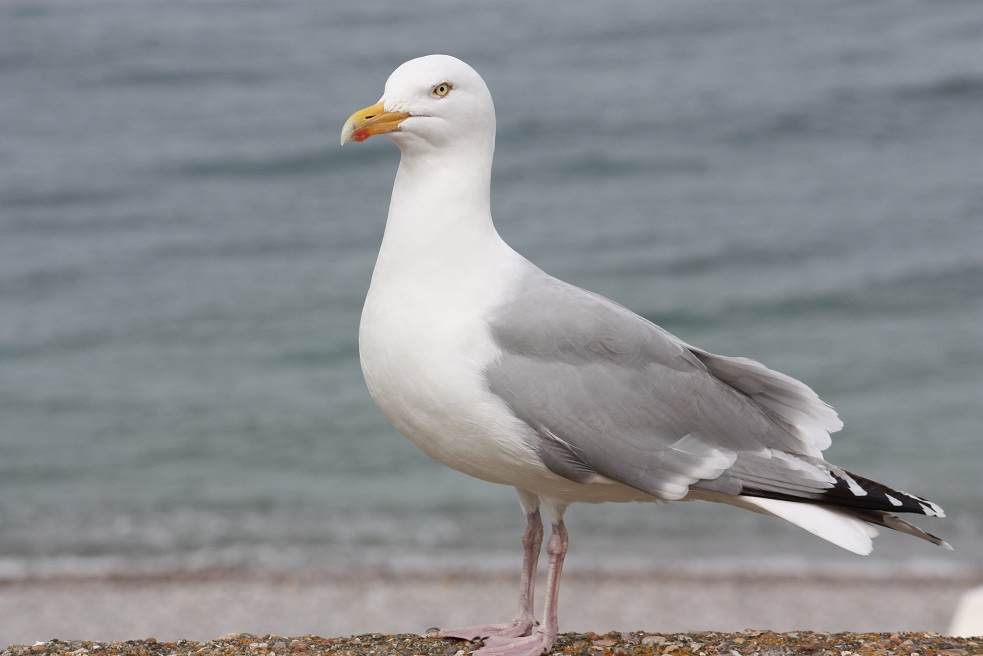 Le roi des galets