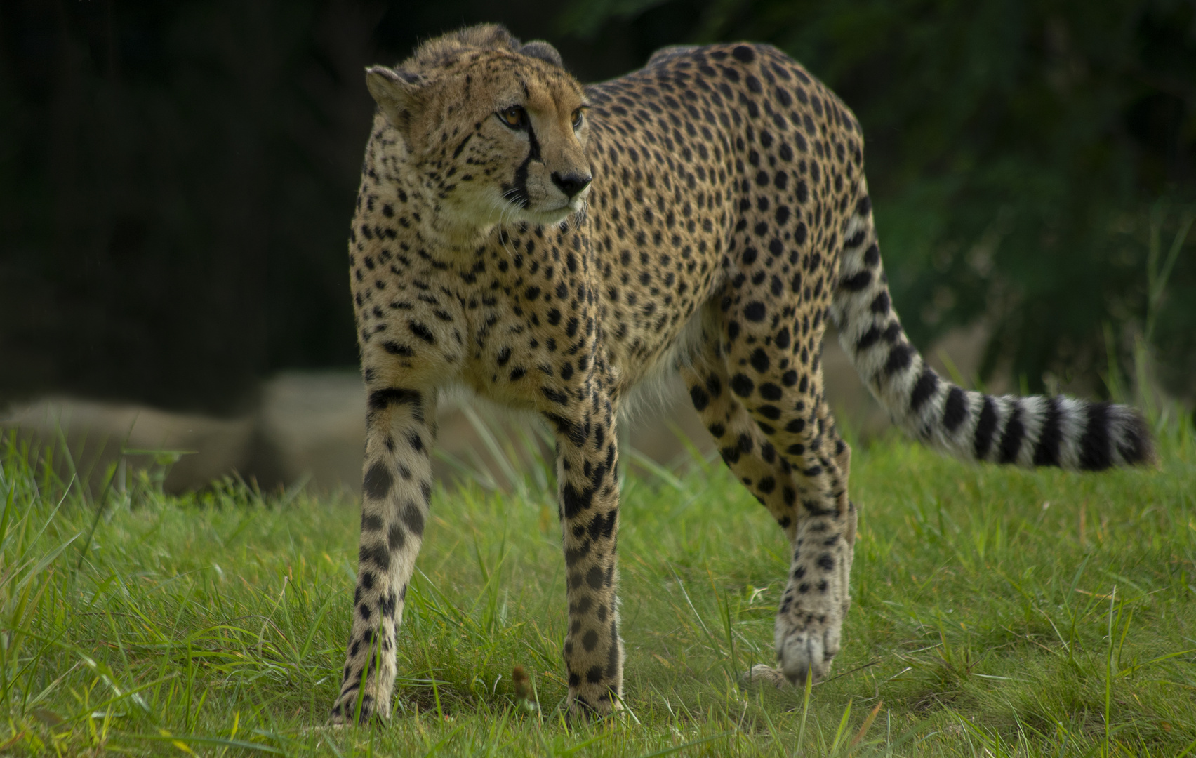 Le roi des sprinters (Acinonyx jubatus, guépard)