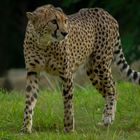 Le roi des sprinters (Acinonyx jubatus, guépard)