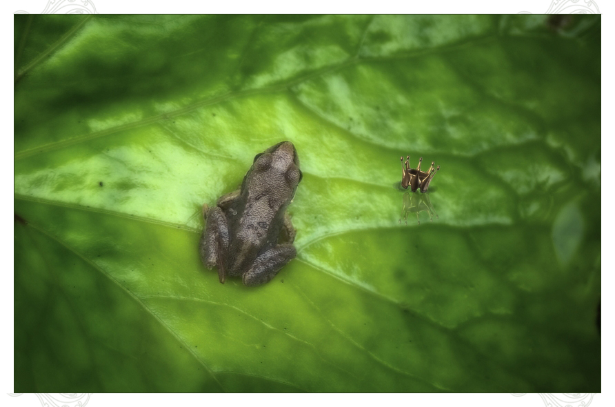 Le roi Grenouille