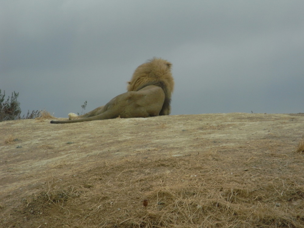 le roi lion