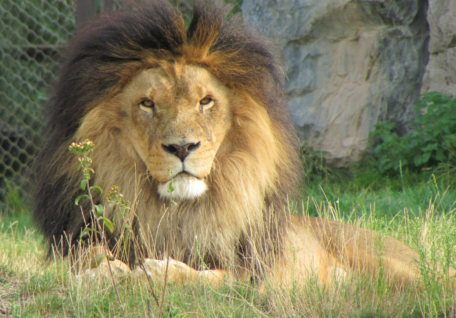 LE ROI LION AU ZOO DE PAIRI DAIZA photo et image animaux, zoo et animaux en captivité, animaux