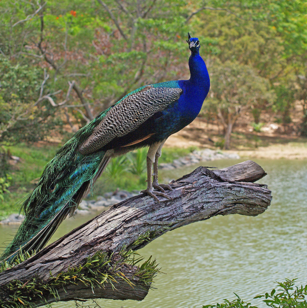 Le Roi Paon photo et image sp cial concours gallinac s Le Roi Paon photo et image sp cial concours gallinac s