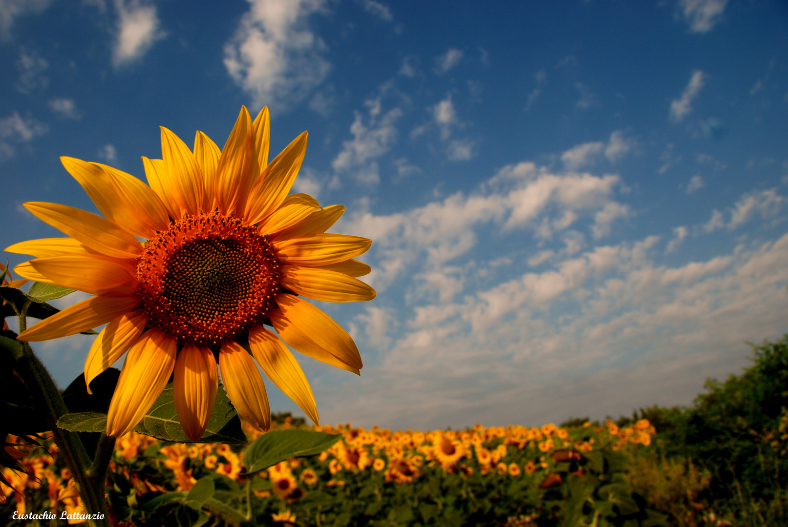 le roi soleil