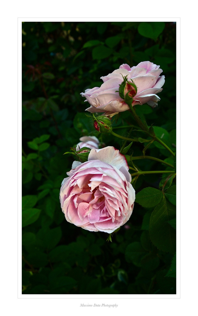 Le Rose del mio giardino