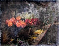 le rose di natale 