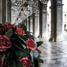 Le rose di Venezia