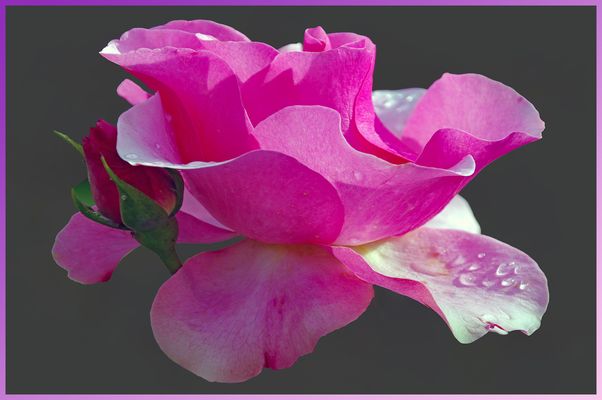 le rose fioriranno di nuovo .....