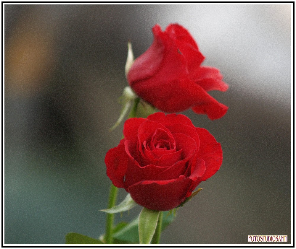 Le rose rosse Foto % Immagini| macro e close up, macro fiori e piante ...