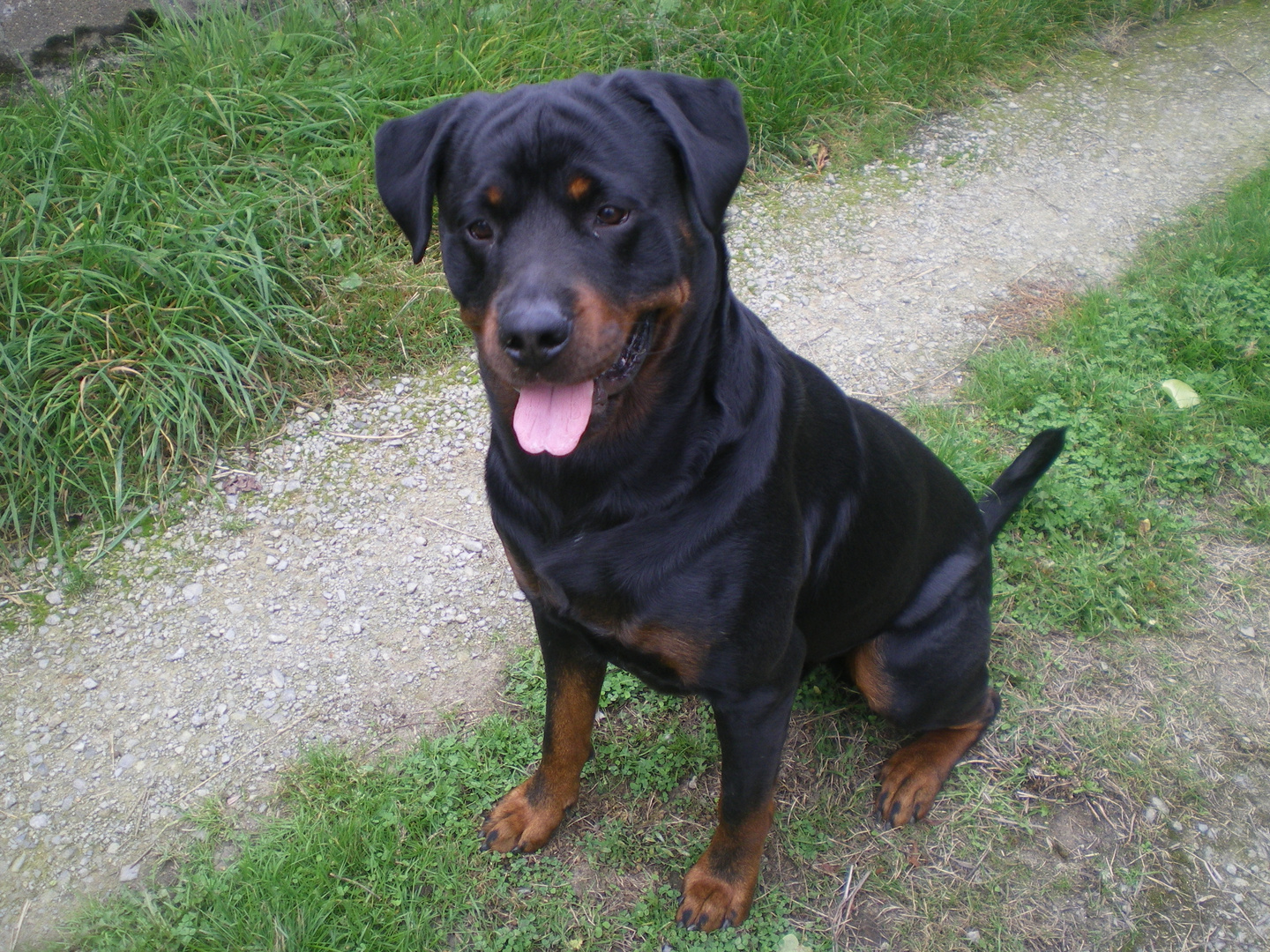 Le Rottweiler, surtout jeune, est un chien DANGEREUX !