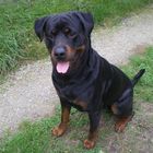 Le Rottweiler, surtout jeune, est un chien DANGEREUX !