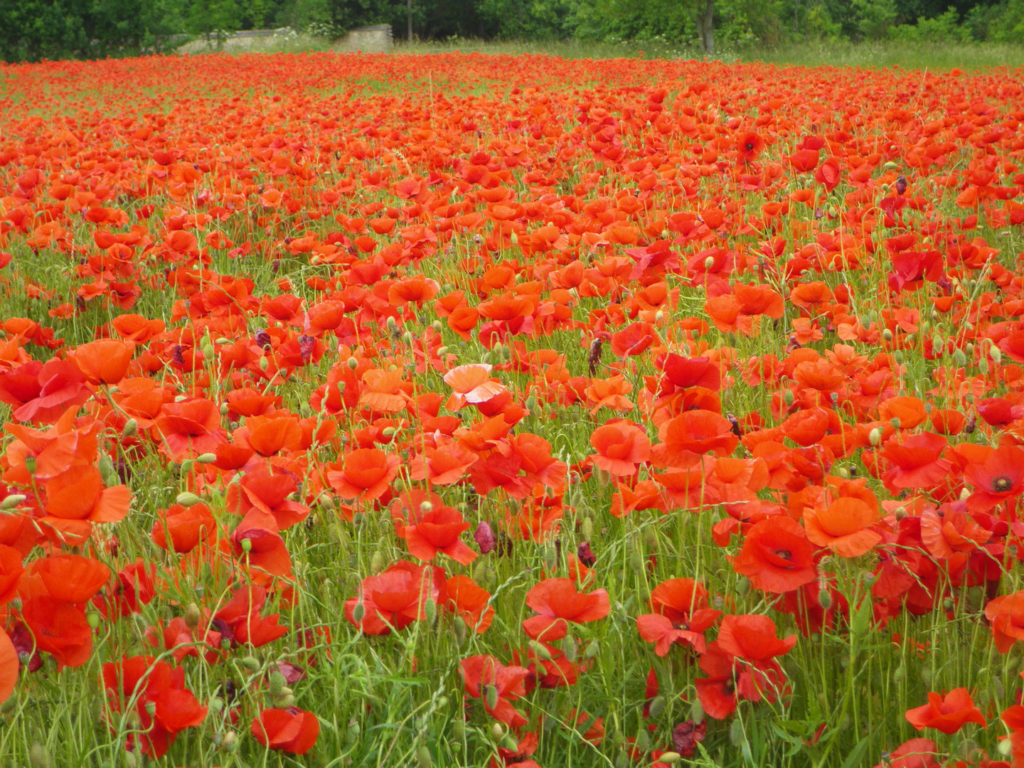 le rouge