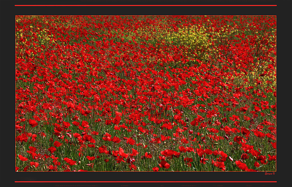 Le rouge Coquelicot