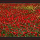 Le rouge Coquelicot