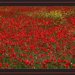 Le rouge Coquelicot