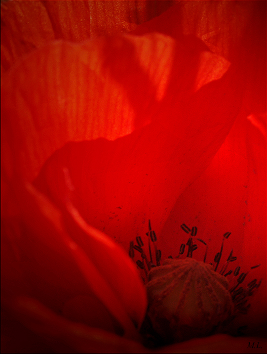 LE ROUGE,  créé par la nature