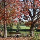 Le rouge de l'automne ....