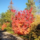 Le rouge de l'automne