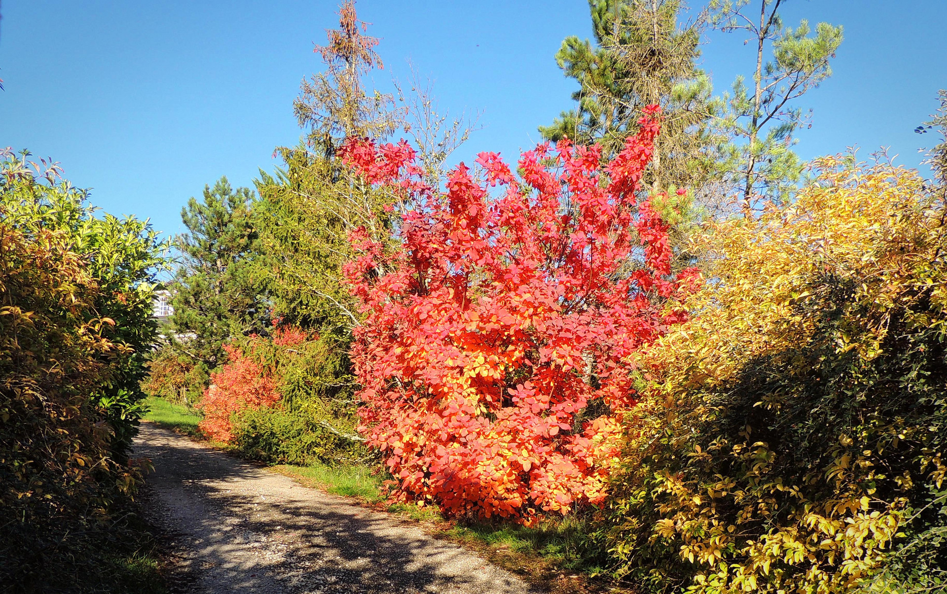 Le rouge de l'automne
