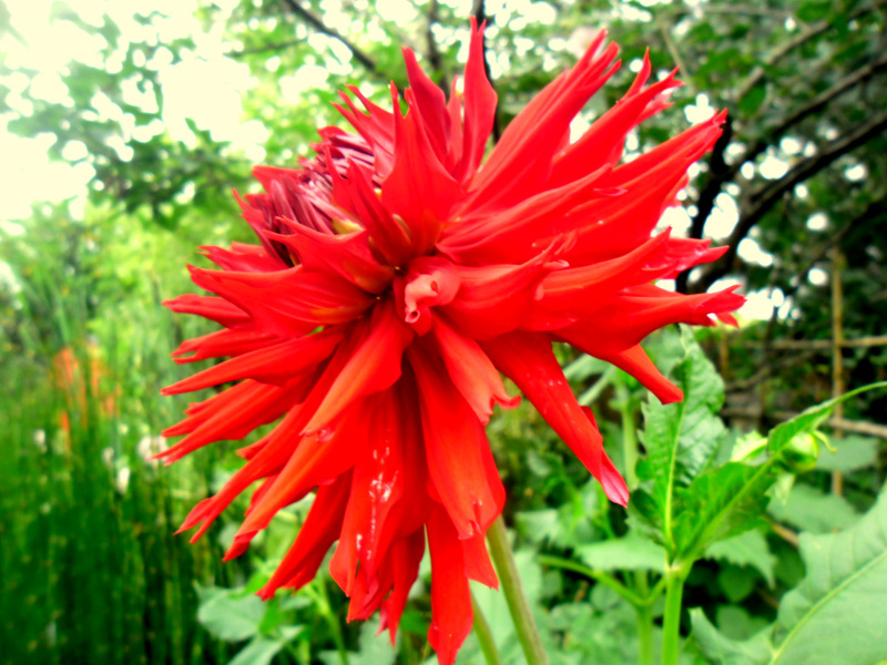 le rouge éclatant du dahlia