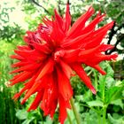 le rouge éclatant du dahlia