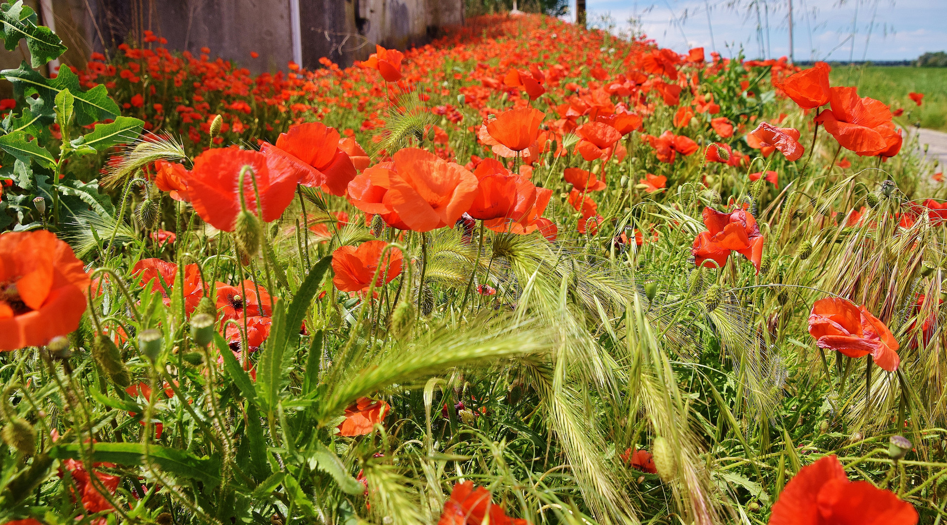 Le rouge est mis.....