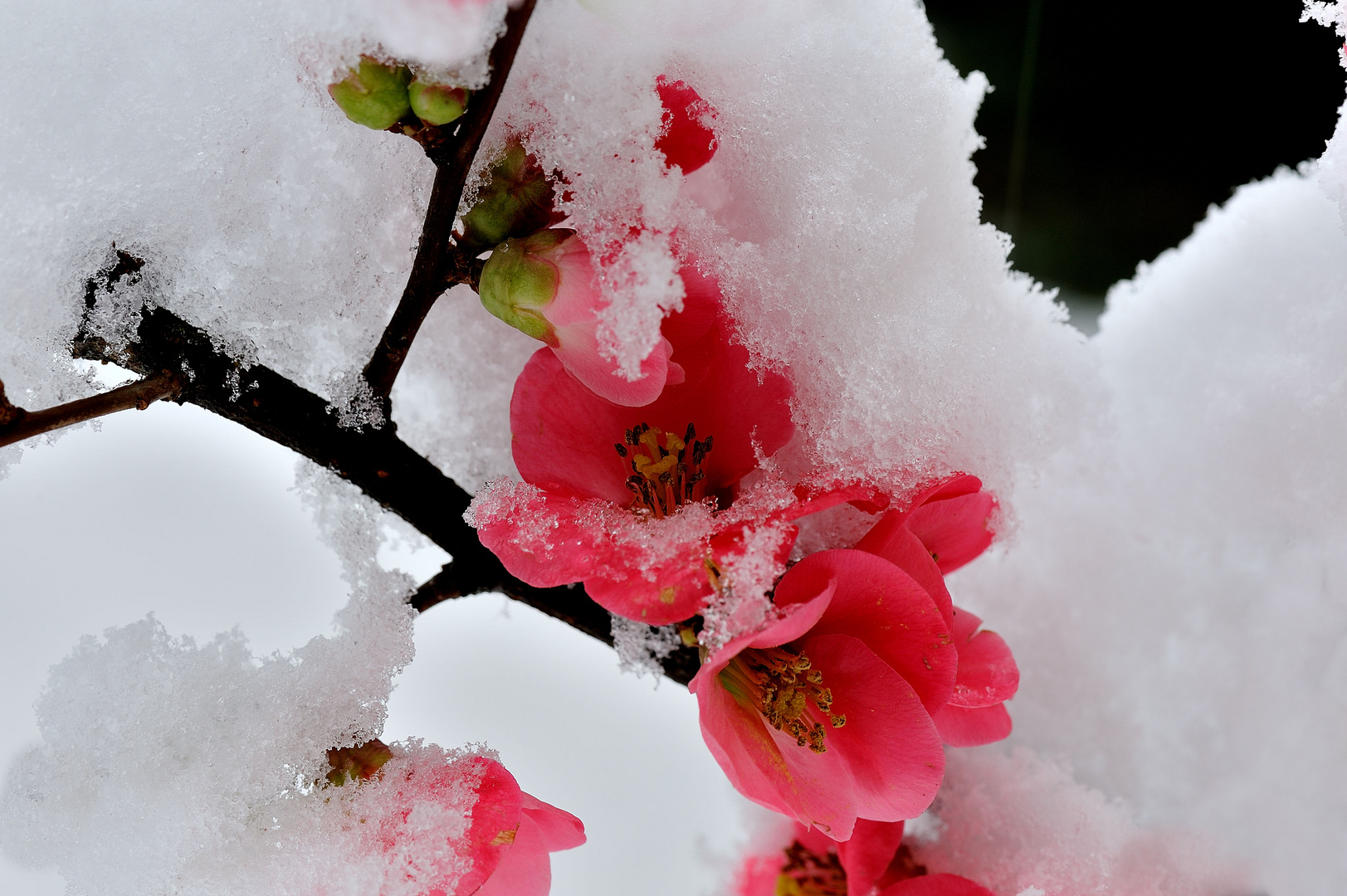 Le rouge et le blanc