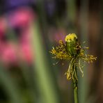 Le rouge et le jaune