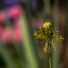 Le rouge et le jaune