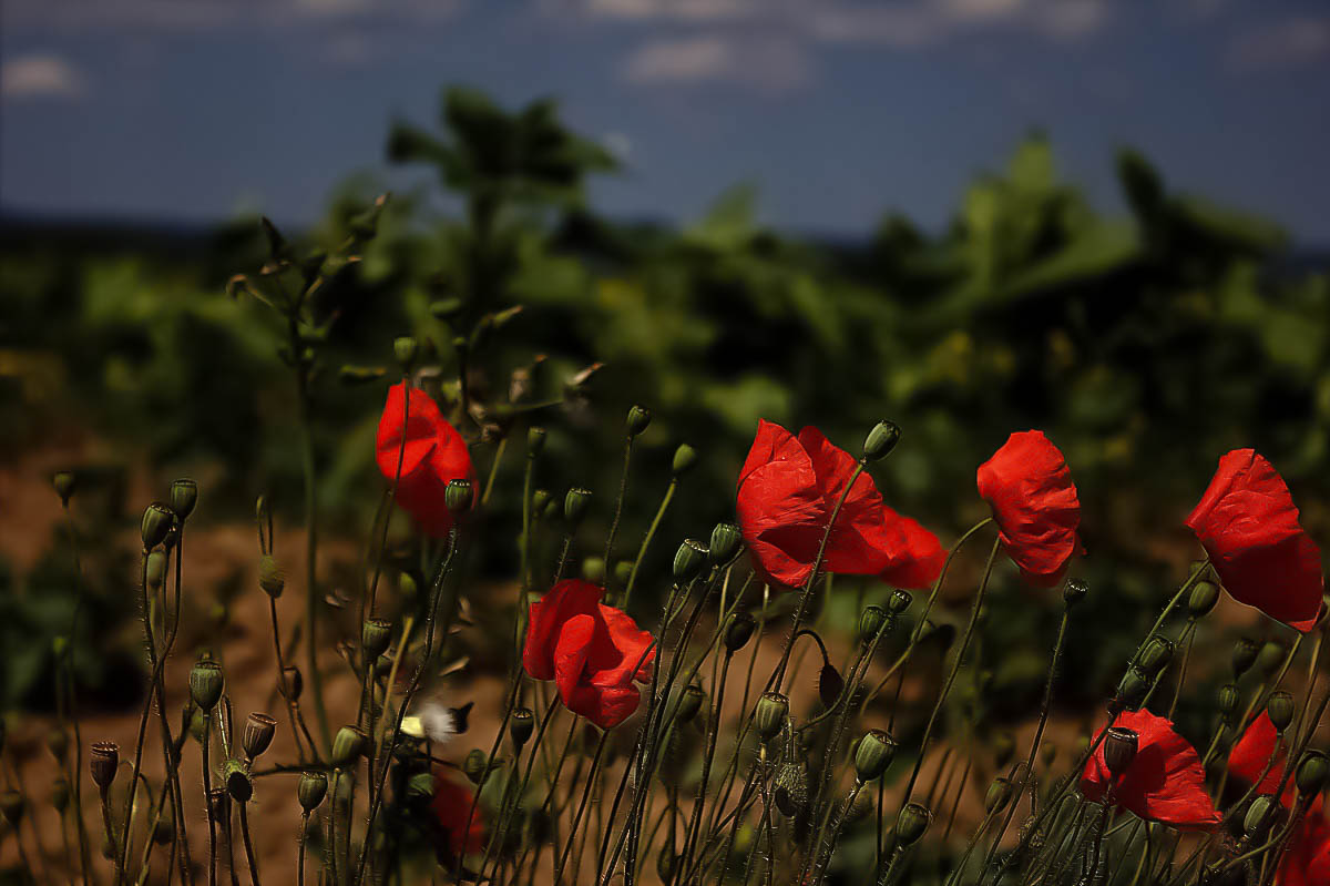 Le Rouge et le Noir