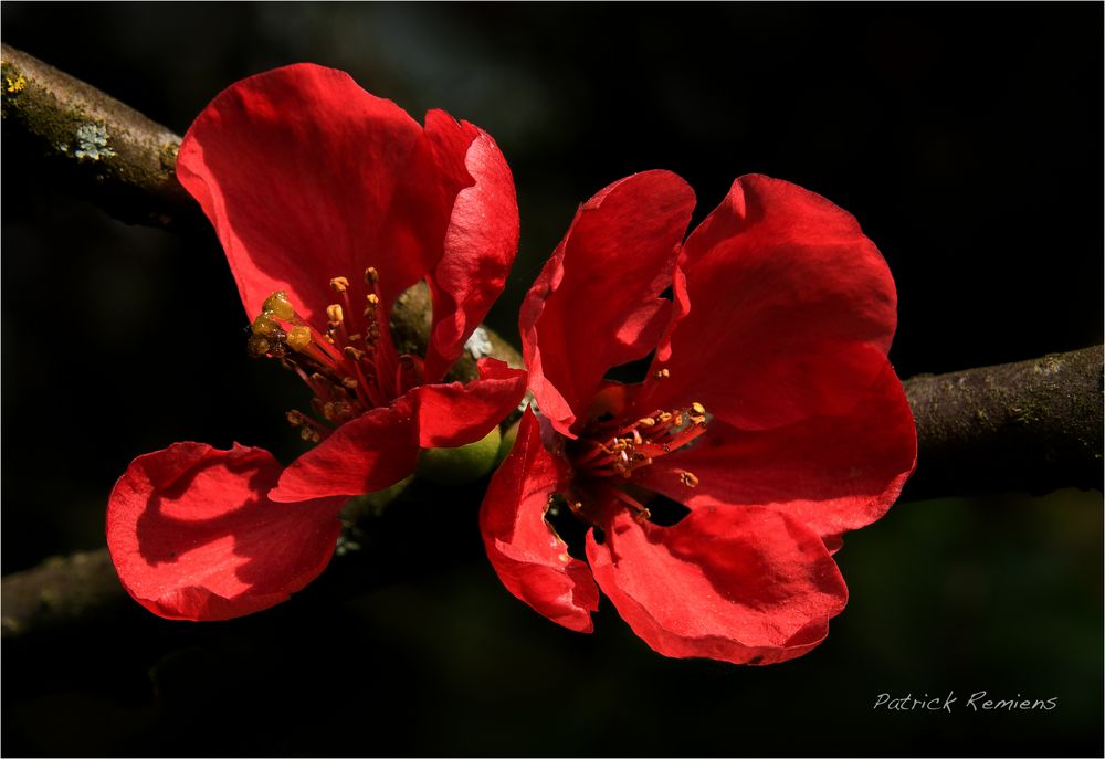 Le Rouge et le Noir (2)