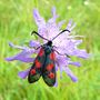 INSECTES FLEURS