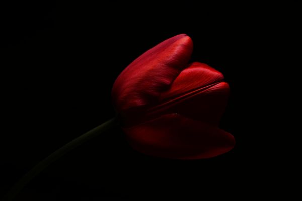 Le Rouge et le Noir  -  5