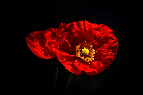 Le Rouge et le Noir - 6