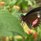 Le rouge et le noir !