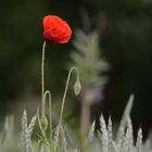 Le rouge et le noir : coquelicot