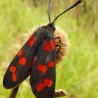 Le Rouge et le Noir