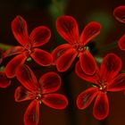 le rouge et le noir macro